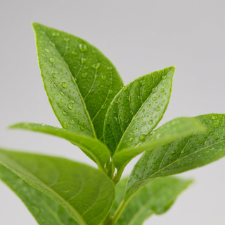 Fresh green leaves, high potency